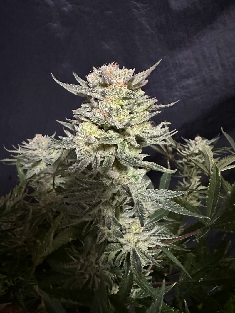 Runtz Auto, Фасовка: 10, изображение 2